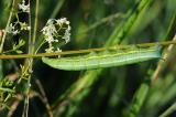 Taubenschwaenzchen-Macroglossum-stellatarum-Raupe-Pfaffenwinkel-PS.jpg