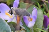 Taubenschwaenzchen-_Macroglossum-stellatarum_--Hausgarten-Stadt-24-PS.jpg