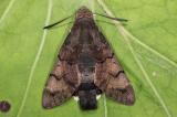 Taubenschwaenzchen_Macroglossum_stellatarum_Memmingen-Dickenreishausen_-e_l_07_07_2014-PS.jpg