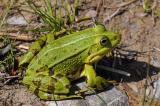 Teichfrosch-Rana-esculenta-Stadtwald-Augsburg-PS.jpg