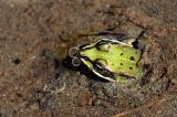 Teichfrosch-_Rana-esculenta_-juveni-aus-Schlamm-auftauchend--Burgwalden--_2_-PS.jpg