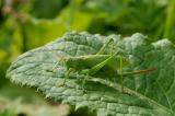 Tettigonia-cantans-Zwitscherschrecke--Ostallgaeu--28.09-PS.jpg