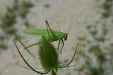 Tettigonia-viridisssima-Gruenes-Heupferd-(3)-PS.jpg