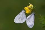 Tintenfleck-Weissling-_Leptidea-sinapis-oder-L.-_reali_-Lechauen-_2_-PS.jpg