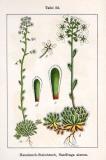 Traubensteinbrech_Saxifraga-paniculata_Sturm_Hauslauch_Saxifraga_aizoon_Sturm52-PS.jpg