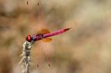 Trithemis-annulata2-PS.jpg