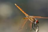 Trithemis-annulata3-PS.jpg