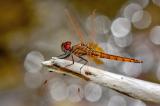 Trithemis-annulata4-PS.jpg