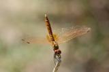 Trithemis-annulata5-PS.jpg