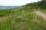 Trockenrasen-mit-Grauscheidigem-Federgras-_Stipa-pennata_-NSG-Grainberg-Kalbenstein-PS.jpg