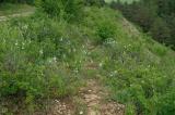 Trockenrasen-mit-Traubiger-Graslilie-_Anthericum-liliago_-NSG-Grainberg-Kalbenstein--_2_-PS.jpg