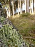 Trompetenflechte__Cladonia_fimbriata_-unbenannt.jpg