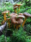 Trompetenpfifferling,_gelbstieliger__Cantharellus_tubaeformis_-unbenannt.jpg