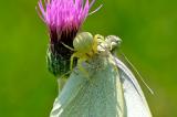 Veraenderliche-Krabbenspinne-Misumena-vatia-mit-Beute-Grosser-Kohlweissling-Pieris-brassicae-Lechaue--_1_-PS.jpg