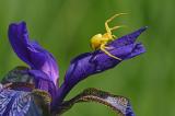 Veraenderliche-Krabbenspinne-_Misumena-vatia_-auf-Sibirischer-Schwertlilie-_Iris-sibirica_-Pfaffenwikel--PS.jpg