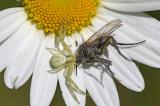 Veraenderliche-Krabbenspinne-_Misumena-vatia_-mit-Beute-Lechauen-PS.jpg