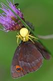 Veraenderliche-Krabbenspinne-_Misumena-vatia_-mit-Graubindigem-Mohrenfalter-_Erebia-aethiops_-Lechauen-PS.jpg