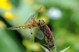 Vierfleck-Libellula--quadrimaculata-m-Garten-PS.jpg