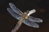 Vierfleck-Libellula-quadrimaculata-vor-Torfstich-Paffenwinkel-PS.jpg