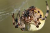 Vierfleckkreuzspinne-_Araneus-quadratus_-Lechaue-PS.jpg