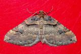 Violettbrauner-Rosen-Blattspanner-_Earophila-badiata_-2019_04_01-Herrenhau-P4013666-PS.jpg