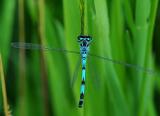 Vogel-Azurjungfer-M-2-PS.jpg