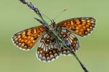 Wachtelweizen-Scheckenfalter-(Melitaea-athalia)-03.07-PS.jpg