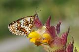 Wachtelweizen-Scheckenfalter-(Melitaea-athalia)-27.06-PS.jpg