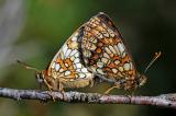 Wachtelweizen-Scheckenfalter-Melitaea-athalia-P-Pfaffenwinkel-_1_-PS.jpg