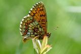 Wachtelweizen-Scheckenfalter-_Melitaea-athalia_-Lechauen-PS.jpg