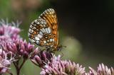 Wachtelweizen-Scheckenfalter-_Melitaea-athalia_-Pfaffenwinkel-PS.jpg