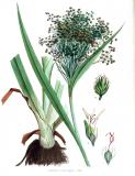 Wald-Simse_Scirpus_sylvaticus_—_Flora_Batava_—_Volume_v15_Jan-Kops-PS.jpg