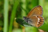 Wald-Wiesenvoegelchen-Coenonympha-hero-Noerdlicher-Lech-_6_-PS.jpg