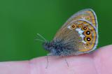 Wald-Wiesenvoegelchen-Coenonympha-hero-Noerdliches-Lechtal-PS.jpg