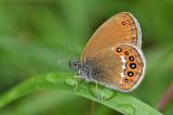 Wald-Wiesenvoegelchen-_Coenonympha--hero_-Wertachauen-_1_-PS.jpg