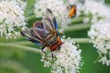 Wanzenfliege-Phasia-hemiptera-m-Lechauen-_2_-PS.jpg