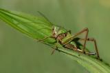 Warzenbeiser-_Decticus-verrucivorus_-Larve-w-Pfaffenwinkel-_2_-PS-2.jpg