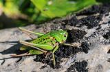 Warzenbeisser-Decticus-verrucivorus-Weibchen-Lechtaler-Alpen-1400m-_6_-PS.jpg