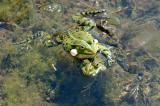 Wasserfrosch-Teichfrosch-Rana-esculenta-Konkurrierende--Mñnnchen-Lechauen-PS.jpg