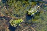 Wasserfrosch-Teichfrosch-Rana-esculenta-m--w-Lechauen-PS.jpg