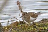 Wasserlaeufer_Flussuferlaeufer_40_Burghofweiher-PS.jpg