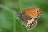 Weissbindiges-Wiesenvoegelchen-_Coenonympha-arcania_-Lechauen-PS.jpg