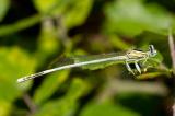 Weisse-Federlibelle_D8A7113-2-PS.jpg