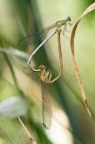 Weisse-Federlibelle_D8A7298-PS.jpg