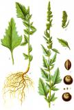 Weisser-Gaensefuss-od-Acker-Melde-Chenopodium-album-Sturm.jpg