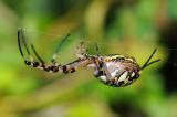 Wespenspinne-Argiope-bruennichi-w-Garten-_1_-PS.jpg