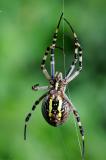 Wespenspinne-Argiope-bruennichi-w-Garten-_3_-PS.jpg