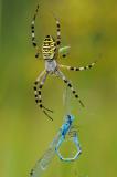 Wespenspinne-_Argiope-bruennichi_-mit-Beute-_Gemeine-Becherjungfer-_Enallagma-cyathigerum_-Lechauen___3_-PS.jpg