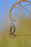 Wespenspinne-_Argiope-bruennichi_-w-Lechauen-PS.jpg