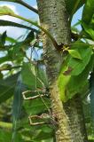Westl.-Weidenjungfer-_Chalcolestes-viridis_--Eiablage-in-Baumrinde-PS.jpg